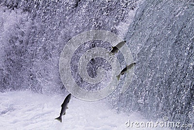 Spawning salmon swim upstream in British Columbia Stock Photo