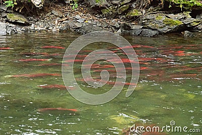 Spawning saukeye salmon swimming upriver Stock Photo
