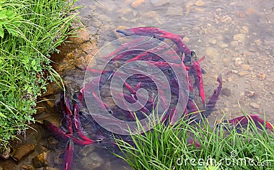 Spawning sockeye salmon Stock Photo