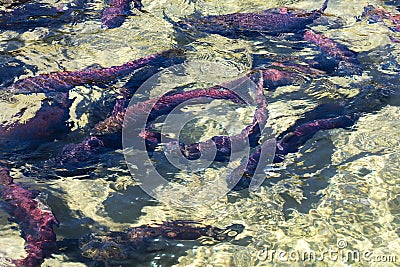 Spawning sockeye salmon Stock Photo