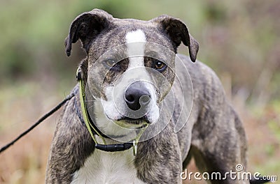 Brindle and white American Pitbull Terrier dog with green collar on leash Stock Photo