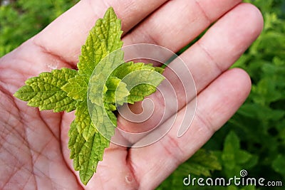 Spear mint (metha spicata) plant held in left hand Stock Photo