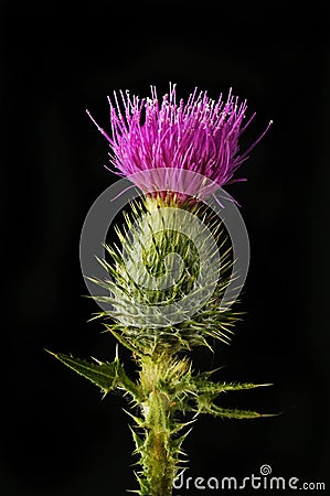 Spear thistle against black Stock Photo