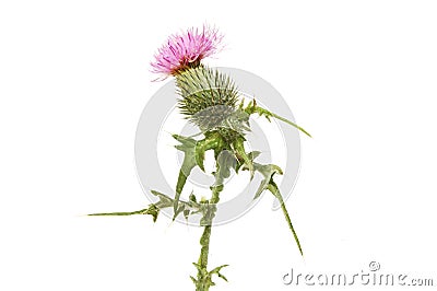 Spear thistle flower and foliage Stock Photo