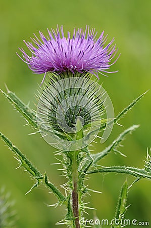 Spear Thistle Stock Photo