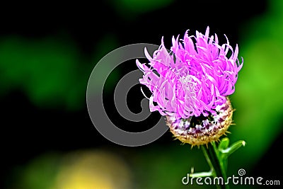 Spear Thistle, common Thistle, Purple-Pink Flower, Stock Photo