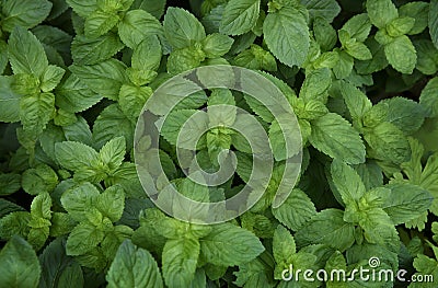 Spearmint, Labiatae, Mentha Spicata Stock Photo