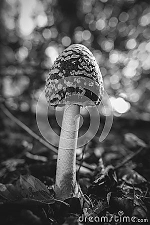 Magpie Inkcap - recorded on deciduous forest floor - black and white Stock Photo