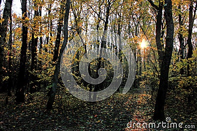 Special autumn landscape, September Golden autumn. Stock Photo