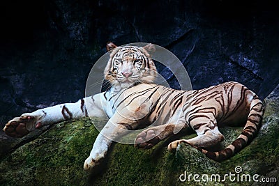 special color tiger lying with relaxing on rock clift and looking watching eyes to eyes use for pround and king of animals in wild Stock Photo