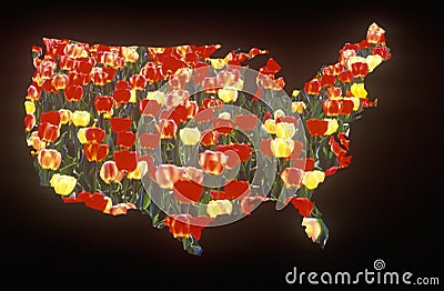 Special effects: Outline of the United States mainland with tulips Stock Photo