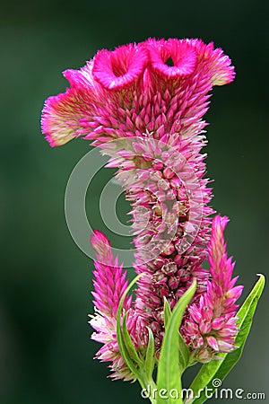 Special flower Stock Photo