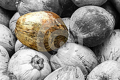 Special golden treasure among many able to distinguish among the gray fruits of monochrome coconuts of the brethren Stock Photo