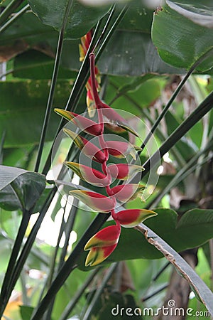 Heliconia Rostrata Flowers Stock Photo