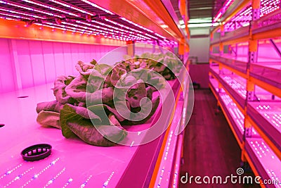 Special LED lights belts above lettuce in aquaponics system combining fish aquaculture with hydroponics, cultivating plants Stock Photo