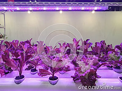 Special room equipped for growing plants in good conditions- perfect for plant growing business Stock Photo