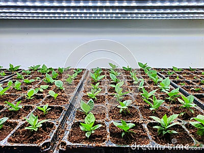 Special room equipped for growing plants in good conditions- perfect for plant growing business Stock Photo