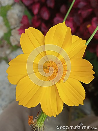 Special yellow happy blossom flower Stock Photo