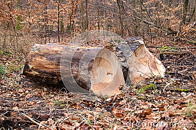 Specially sawed wood Stock Photo