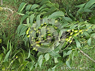 AZEDARACHTA INDICA /COMMONLY ; NEEM, NIMTREE, INDIAN LILAC Stock Photo