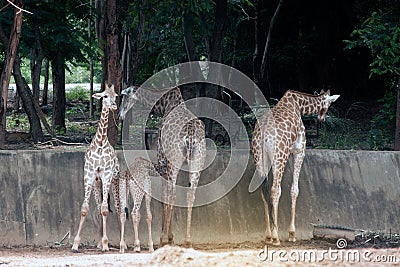 Specie Giraffa camelopardalis family of Giraffidae. Stock Photo