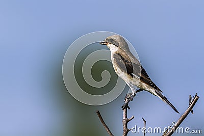 Lesser Grey Shrike in Kruger National park, South Africa Stock Photo