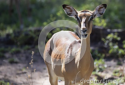 Specimen of Aepyceros melampus, known as impala that inhabits the African savannah Stock Photo