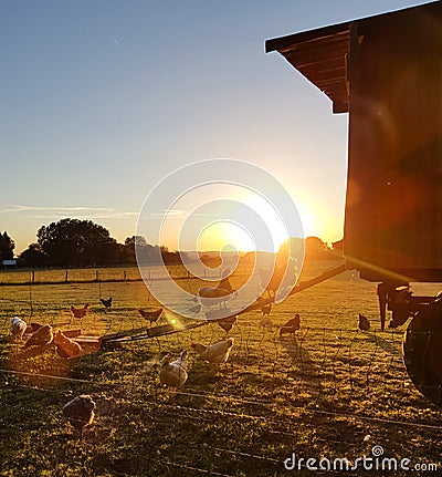 Species appropriate husbandry chicken on beautiful land at sunset Stock Photo