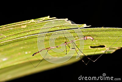 Species of assasin bug from the rainforest jungle Stock Photo