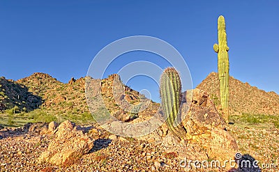 Barrel Cactus and Saguaro growing out of rock in Arizona Stock Photo