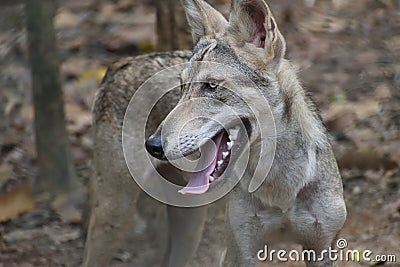 Hungry wolf on out door Stock Photo