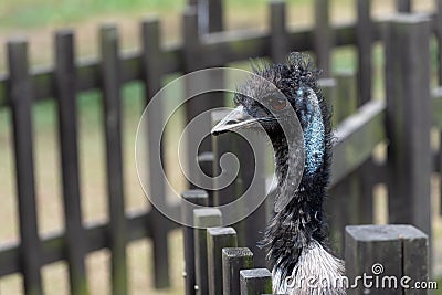 EMU-Dromaius novaehollandiae Stock Photo