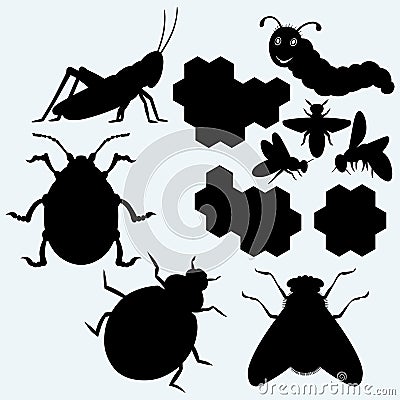 Species of insects Vector Illustration