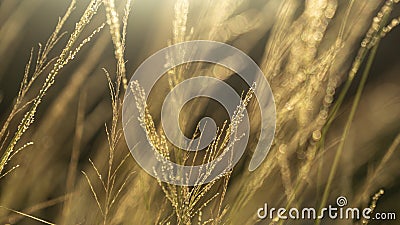 Reeds Imperata cylindrica in the late afternoon sun Stock Photo