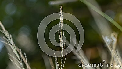 Imperata cylindrica, cogongrass, or kunai grass Stock Photo