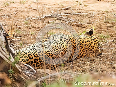 The species Panthera pardus Stock Photo