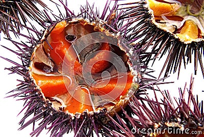 a species of sea urchin, purple sea urchin Stock Photo