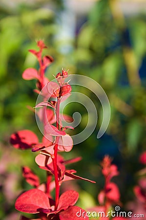 a species of shrub of the barberry family (Berberidaceae Juss.) Stock Photo