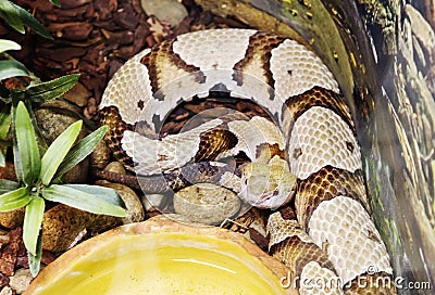 Copper-head snake. Stock Photo