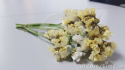 Immortal flowers Stock Photo