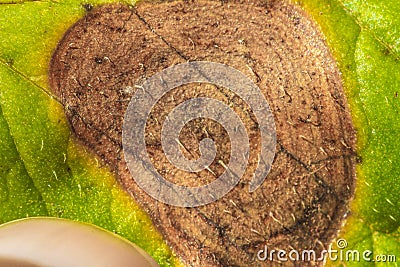 Potato leaf attacked by Alternaria solani Stock Photo