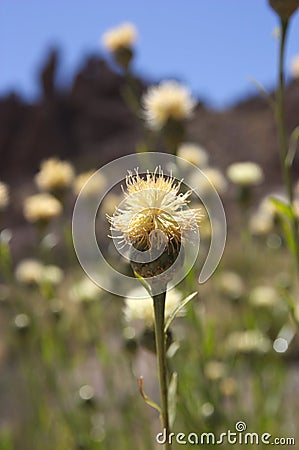 Specimen of Cheirolophus teydis, endemism from the Canary Islands Stock Photo