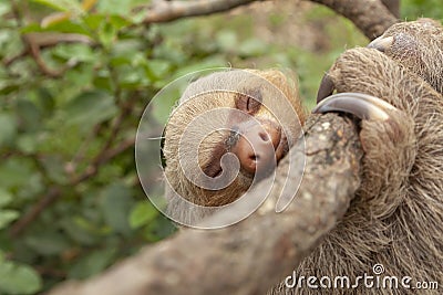 Specimen of Hoffmann`s two-toed sloth, Amazon, Peru Stock Photo