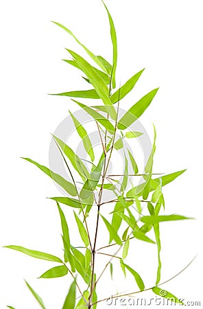 Specimen of Japanese bamboo on white Stock Photo