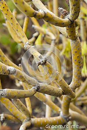 Specimen of Kleinia neriifolia, Canary Islands Stock Photo