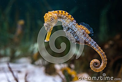 Longsnout seahorse Hippocampus reidi swimming underwater Stock Photo