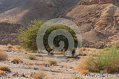 Specimen of Spiraled Acacia in a Wadi in the Ramon Crater in Israel Stock Photo
