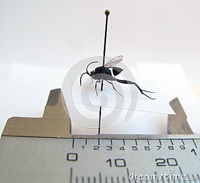 A specimen of a very small insect from the entomological collection on a pin. Wasp. Stock Photo