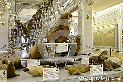 Specimen of walrus and sea dogs Editorial Stock Photo