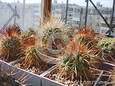Specimens of different cacti from genus Parodia Stock Photo